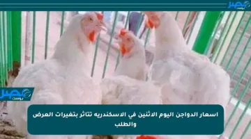 أسعار الدواجن اليوم الاثنين في الإسكندرية تتأثر بتغيرات العرض والطلب